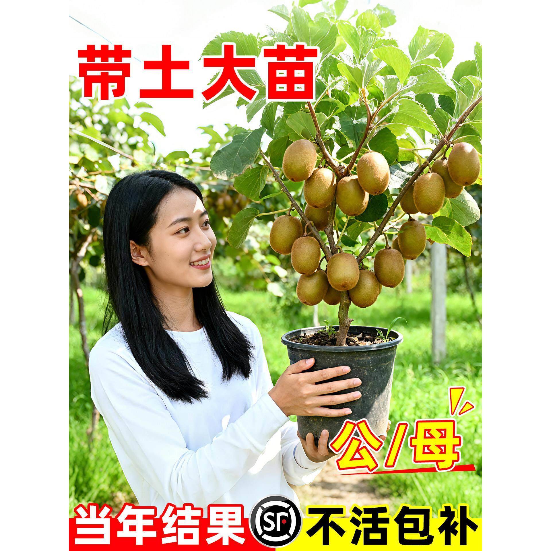 红心猕猴桃树果苗当年结果公母同株徐香黄心嫁接果树果苗带土大苗图片