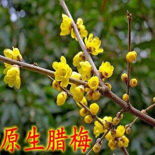 原生腊梅树苗庭院绿化绿植冬季开