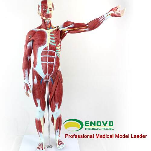 ENOVO颐诺170CM 人体全身肌肉附内脏模型 彷真解剖标本解剖