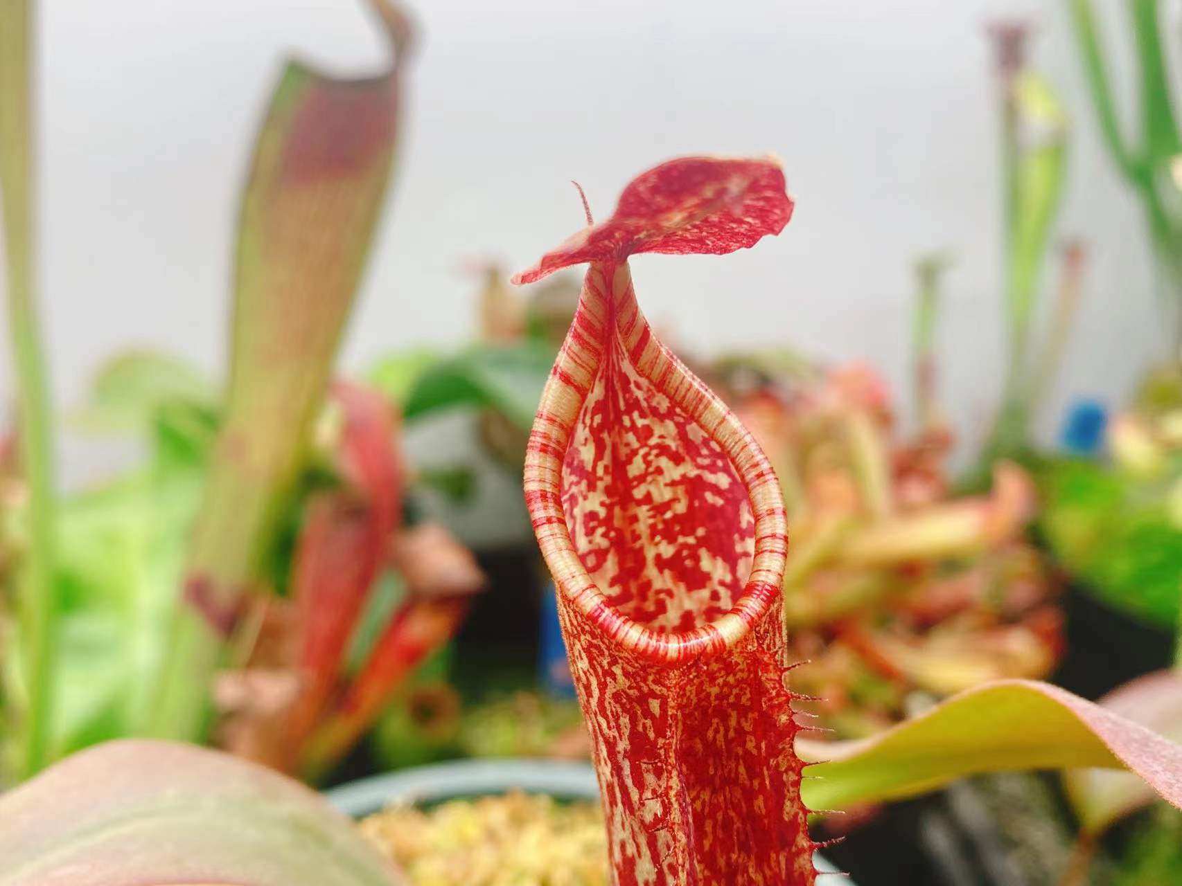 【大猪猪笼草】食虫植物 捕虫草 食人花 趣味绿植盆栽 包邮