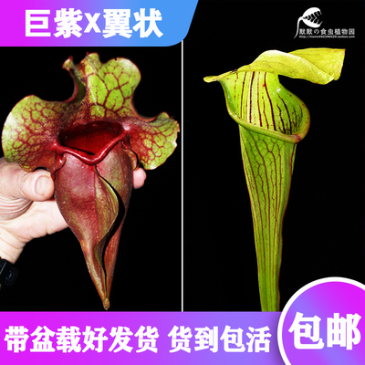 【巨型紫瓶X翼状瓶子草】食虫植物 杂交瓶子草 实生苗 包邮