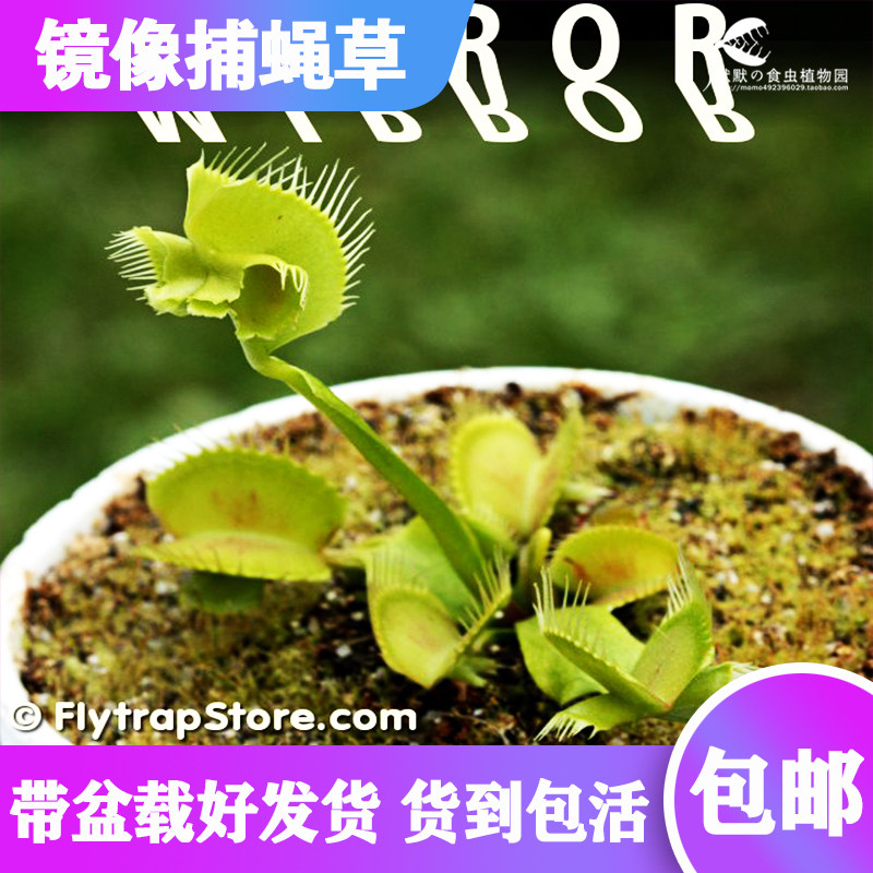 【镜像捕蝇草】食虫植物食虫草捕虫草驱蚊草趣味绿植盆栽包邮