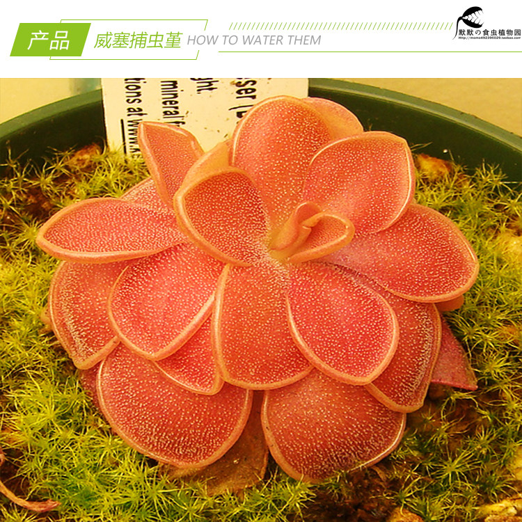 【weser威塞捕虫堇】食虫植物食人花喜阴多肉花卉盆栽包邮