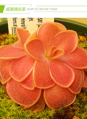 【weser威塞捕虫堇】食虫植物食人花喜阴多肉花卉盆栽包邮