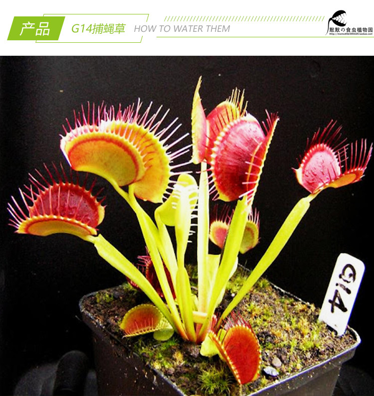 食虫植物-【g14捕蝇草】猪笼草食虫草捕虫草多肉绿植盆栽