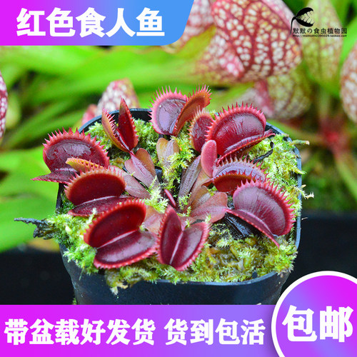 食虫植物-红色食人鱼捕蝇草 食虫草驱蚊草趣味绿植盆栽包邮