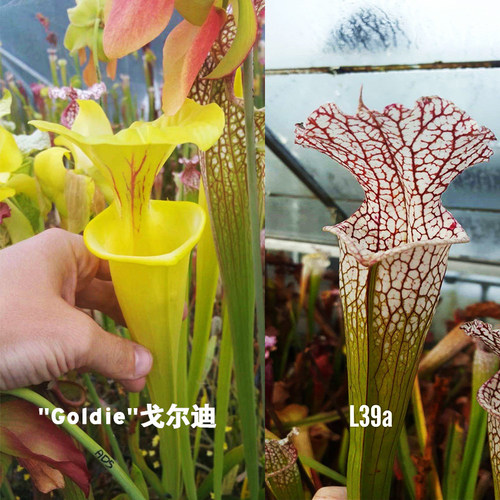 瓶子草小苗食虫植物绿植盆栽
