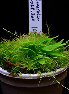 食虫植物-长叶狸藻【U.longifolia】 包邮
