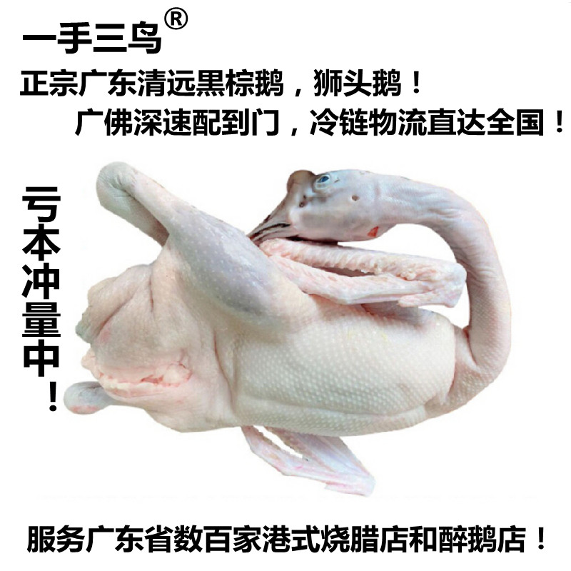 广东黑棕鹅棚鹅狮头鹅港式烧鹅胚醉鹅原材冰鲜鹅新鲜光鹅