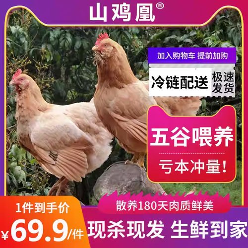 正宗农家散养180天整只胡须鸡