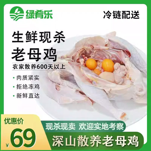 清远老母鸡500天土鸡现杀顺丰