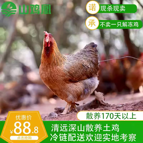 广东清远鸡170天白切散养土鸡
