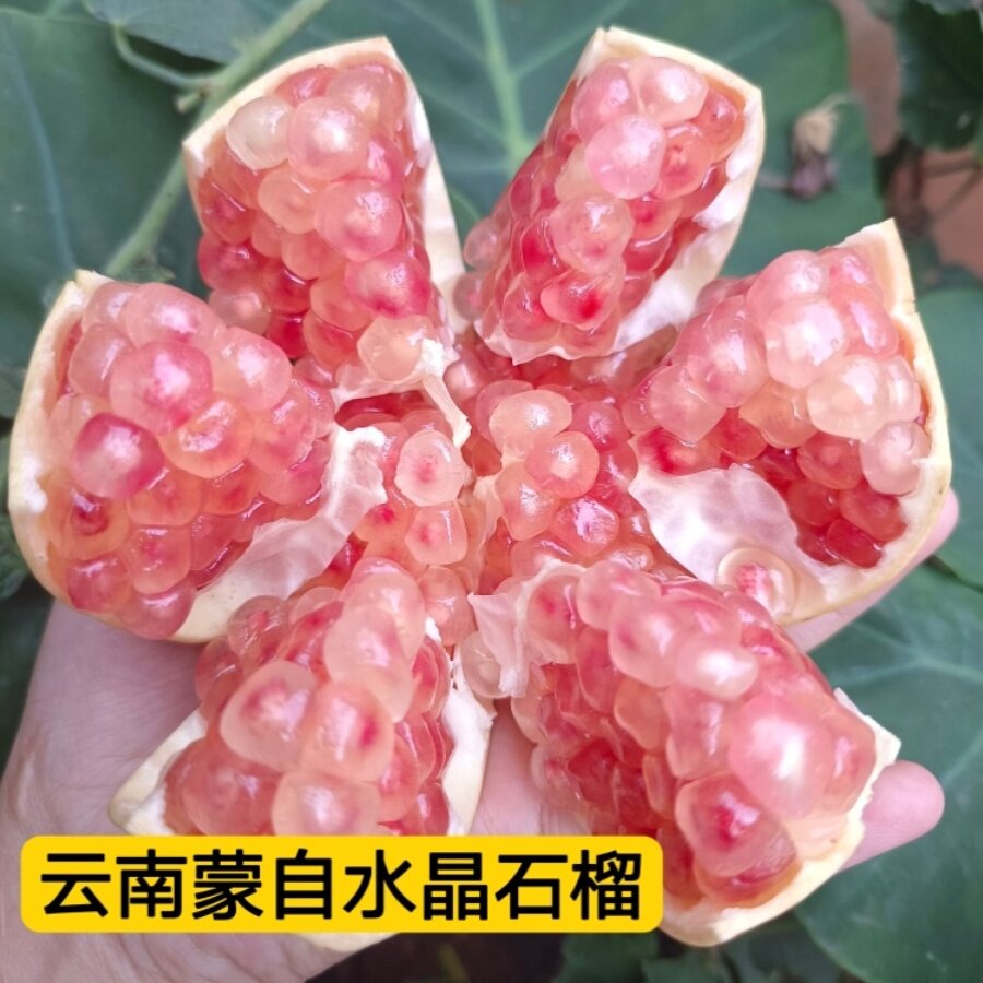 云南蒙自水晶石榴薄皮甜绿籽石榴新鲜当季孕妇自家果园现摘硬籽