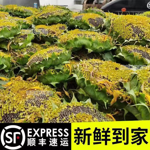 当天现摘新鲜向日葵盘整朵带瓜子