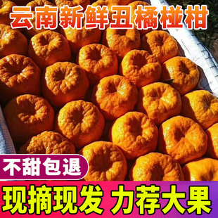 云南宾川正宗椪柑新鲜应季孕妇水果橘子超甜大果桔子10斤现摘整箱