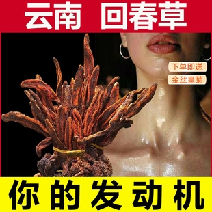 新鲜回春草野生不老草泡茶酒药材顶天柱云南深山不出头鹿仙心草粉