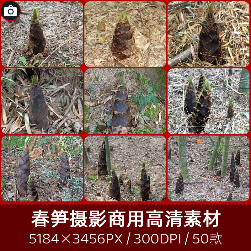 竹笋春笋笋尖笋芽竹子林竹园特写商用300dpi原创摄影印刷设计素材