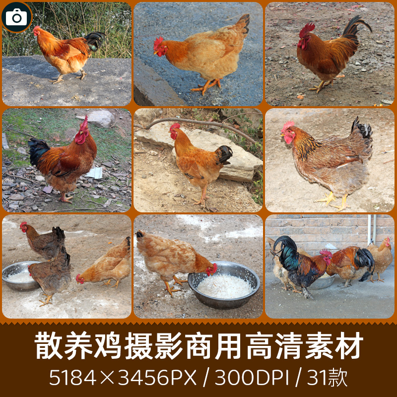 农家散养公鸡母鸡黑鸡乌鸡商用300DPI高清原创摄影印刷设计素材库