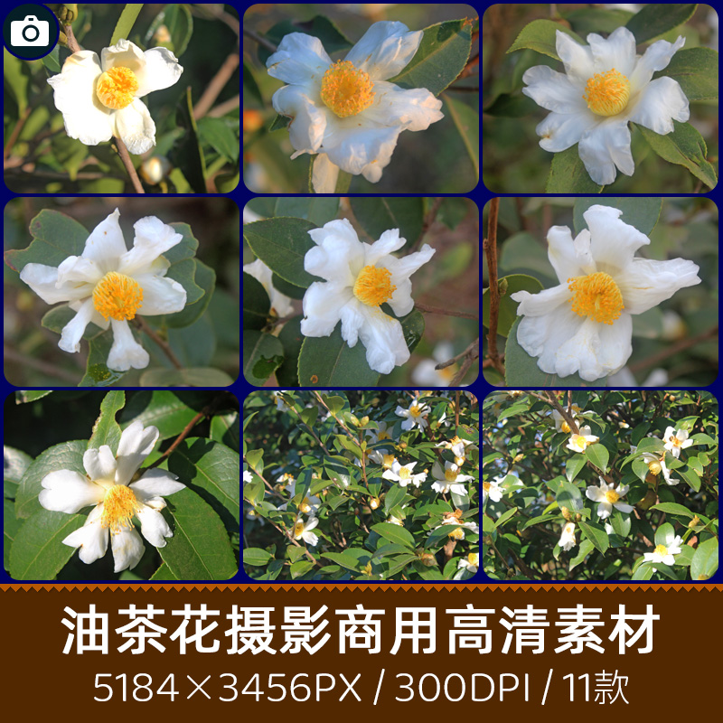 油茶花茶子树花茶油树花盛开商用300dpi高清摄影印刷设计图片素材