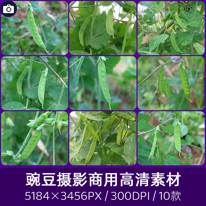 农家菜园地豌豆花豌豆尖商用300dpi高清原创摄影印刷设计图片素材