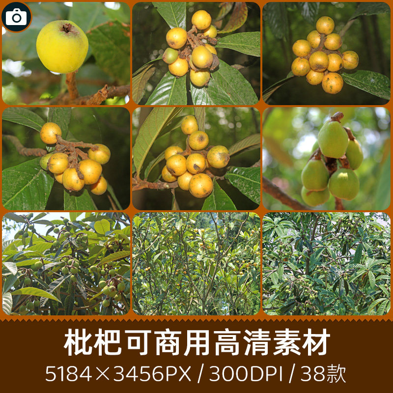 枇杷树果实实拍果园硕果累累户外特写商用300dpi高清摄影设计素材