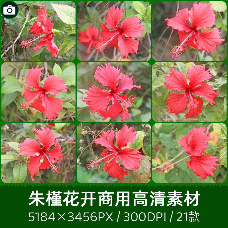 朱槿花大红花状元红盛开商用300dpi高清原创摄影印刷设计图片素材