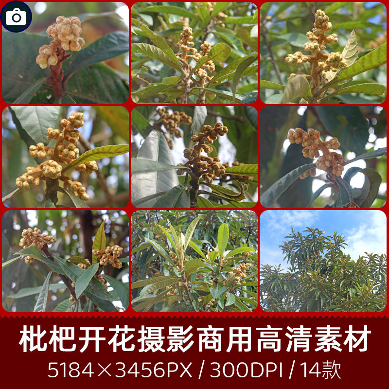 枇杷树开花花蕾花骨朵花卉商用300dpi高清摄影印刷设计图片素材