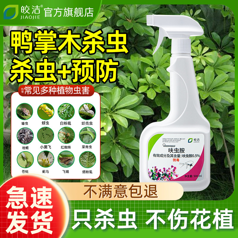 鸭掌木杀虫剂鸭脚木介壳虫专用药除蚧壳虫驱虫鹅掌木虫害生专打治
