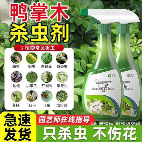 鸭掌木杀虫剂鸭脚木介壳虫非专用药除蚧壳虫驱虫鹅掌虫害虫非无毒