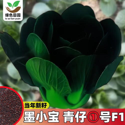墨小宝青仔①号F1青梗菜蔬菜种子
