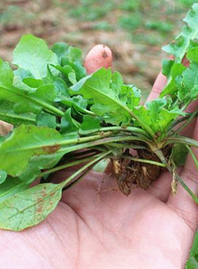 野生大叶荠菜种子阳台菜园春夏秋冬四季播蔬菜种子鲜嫩荠菜籽野菜