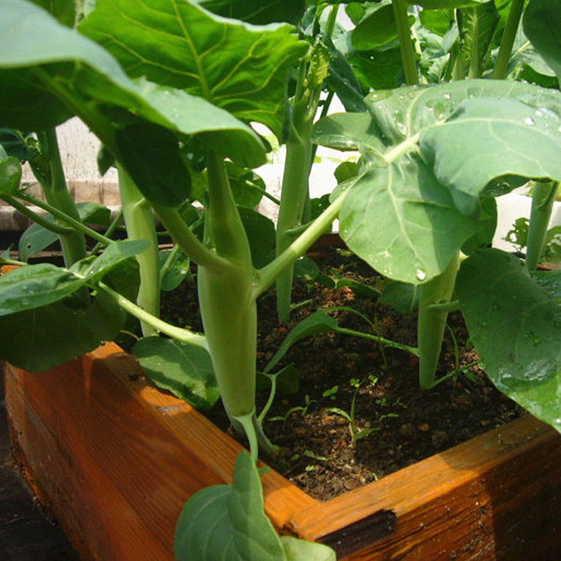 香港中花芥兰种子阳台大田春秋冬四季播种蔬菜种子脆嫩高产芥蓝籽