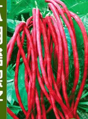 满地红无架豆种子春秋不搭架红豇豆种籽种四季豆角扁豆农家蔬菜孑