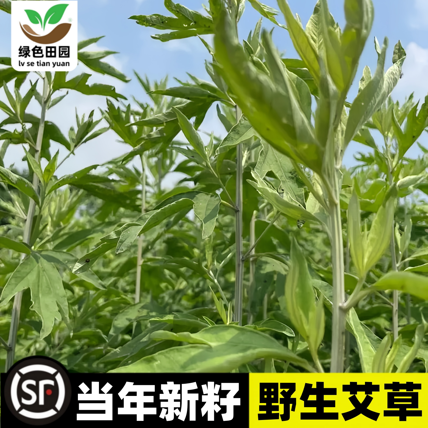 艾草种子四季驱蚊食用艾草易种植图片