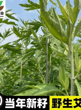 艾草种籽食用青团艾叶野生药用大叶种子驱蚊艾蒿阳台庭院四季种植