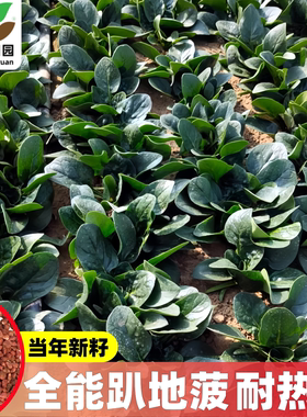 趴地菠菜新品种子菠菜种籽耐热耐寒农家春夏秋季越冬播种蔬菜种孑