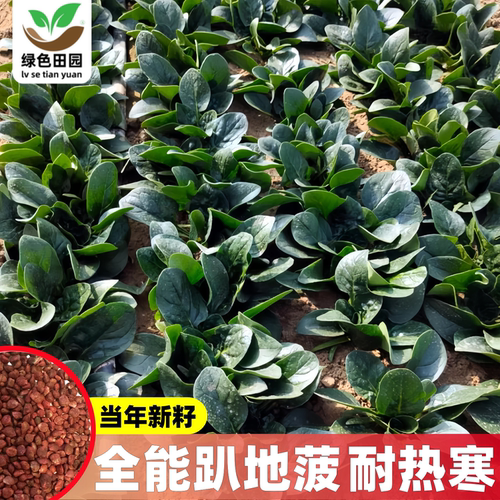 趴地菠新品种子春秋冬季耐热耐寒