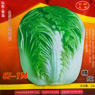 秋播义和87-114大白菜种子菜园大田种植农户冬季胶州白菜蔬菜紫孑