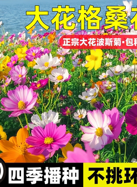 波斯菊花种子格桑花种籽子七彩四季播种开花易活庭院室外花籽种孑