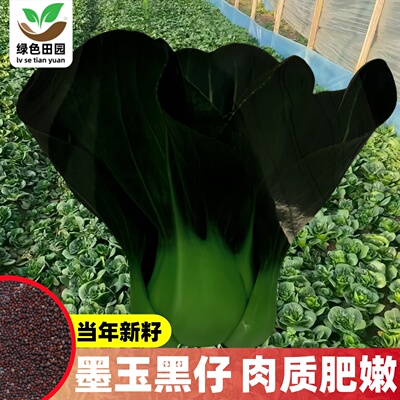 晓富黑马杂交黑叶青梗菜种子
