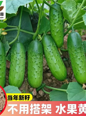 不用搭架爬满地水果瓜种子懒人春夏秋蔬菜盆栽苗大全籽种早熟高产