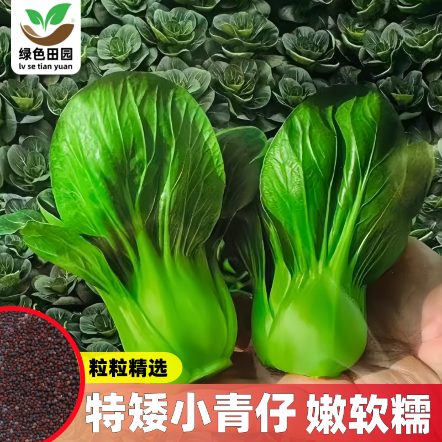 特矮小青仔青梗菜种子耐热耐寒