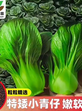 新特矮小青仔青菜种子耐热耐寒四季播种叶片肥厚鲜嫩软糯蔬菜种子