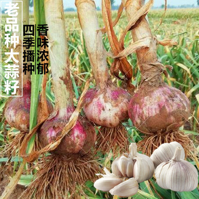 老品质秋冬红皮蒜头蔬菜孑种子