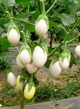 泰国引进鸡蛋茄F1茄子种子抗病高产早熟春秋四季播蔬菜种孑白茄籽
