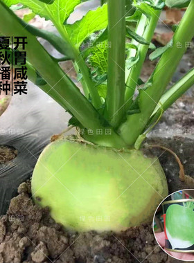 日本万斤大头菜种子洋辣疙瘩土苤兰籽光头芥腌制咸菜夏秋播蔬菜孑