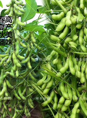 辽鲜一号大粒绿宝石毛豆种子大荚青黄豆籽高产早熟春四季播蔬菜孑