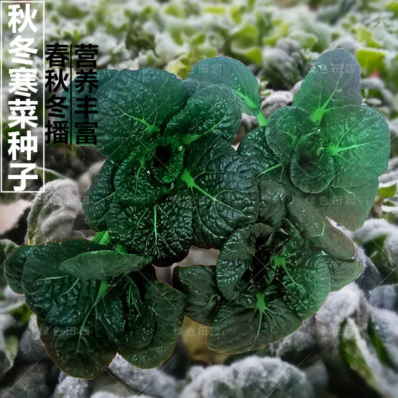 黑珍珠寒菜种子秋冬四季播蔬菜籽农家田园阳台种植乌塌菜黄心乌孑