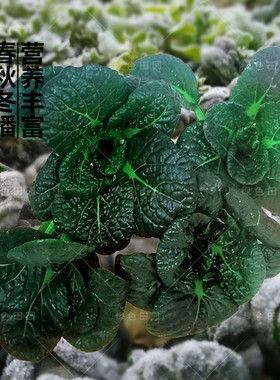 黑珍珠寒菜种子秋冬四季播蔬菜籽农家田园阳台种植乌塌菜黄心乌孑