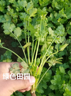 引进国外四季香菜种子苗食用高产芫荽蔬菜种孑秋冬季阳台菜园播籽